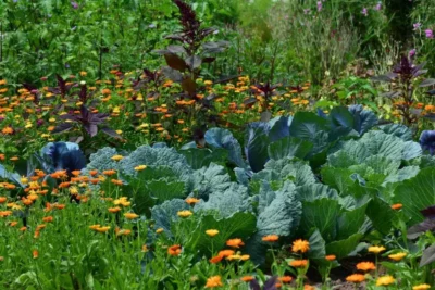Dlaczego warto mieć ogród warzywny?