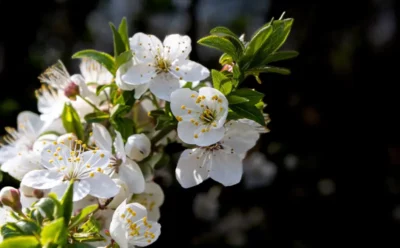 Jakie kwiaty sadzić na wiosnę, aby przyciągnąć pożyteczne owady?